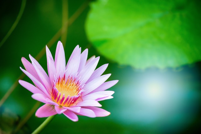 ハスの花
