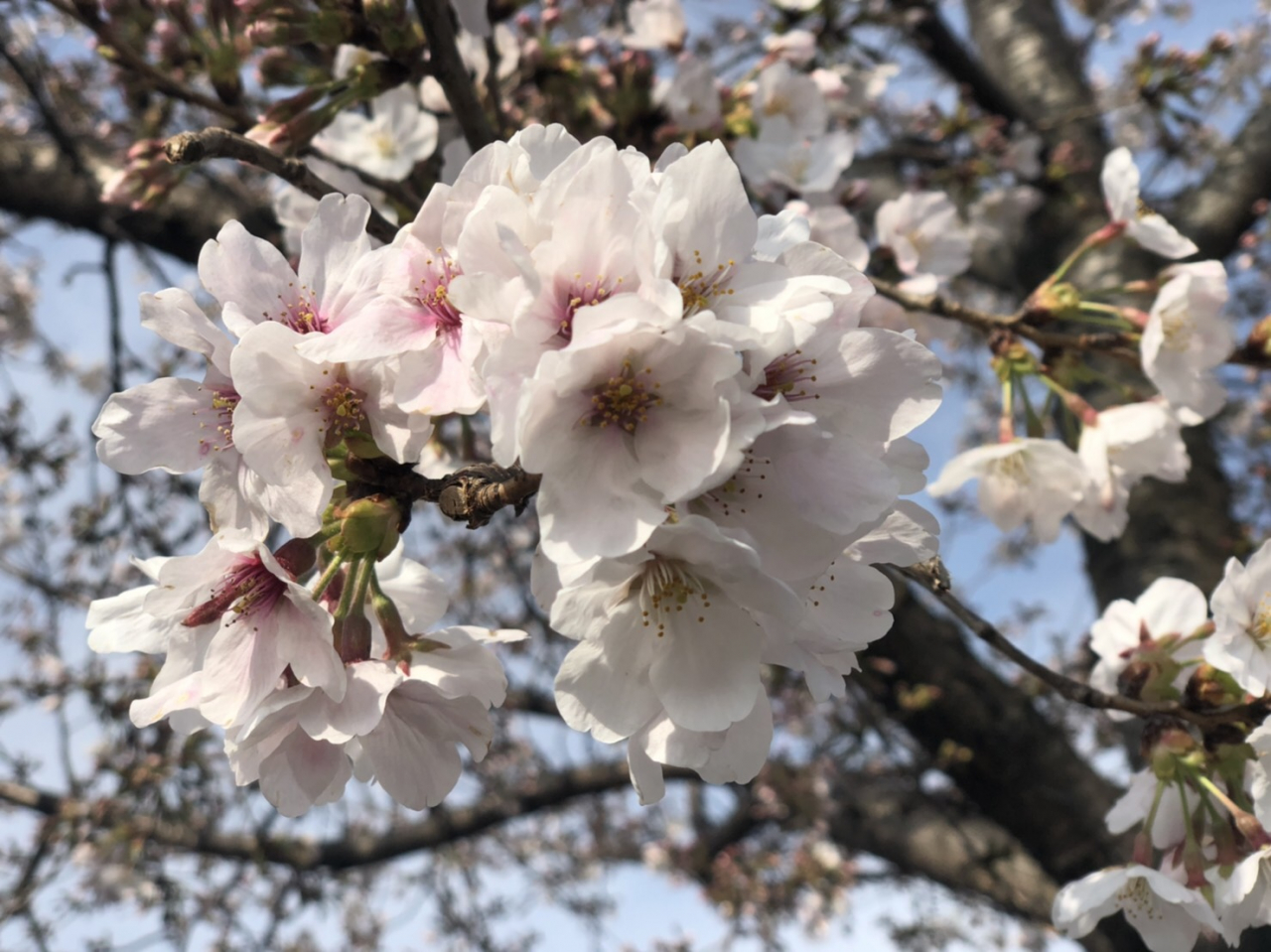 桜