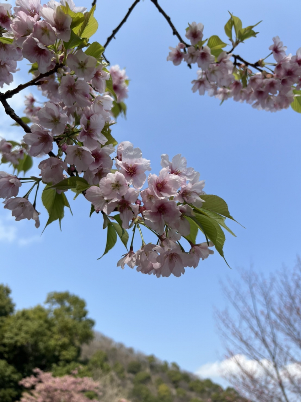 立花凛桜