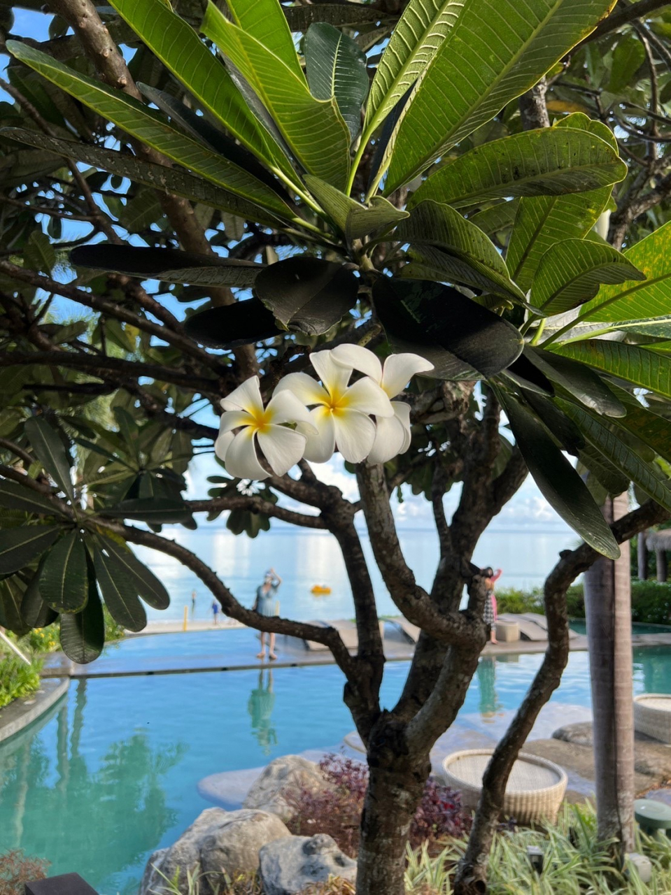 立花凛南の島