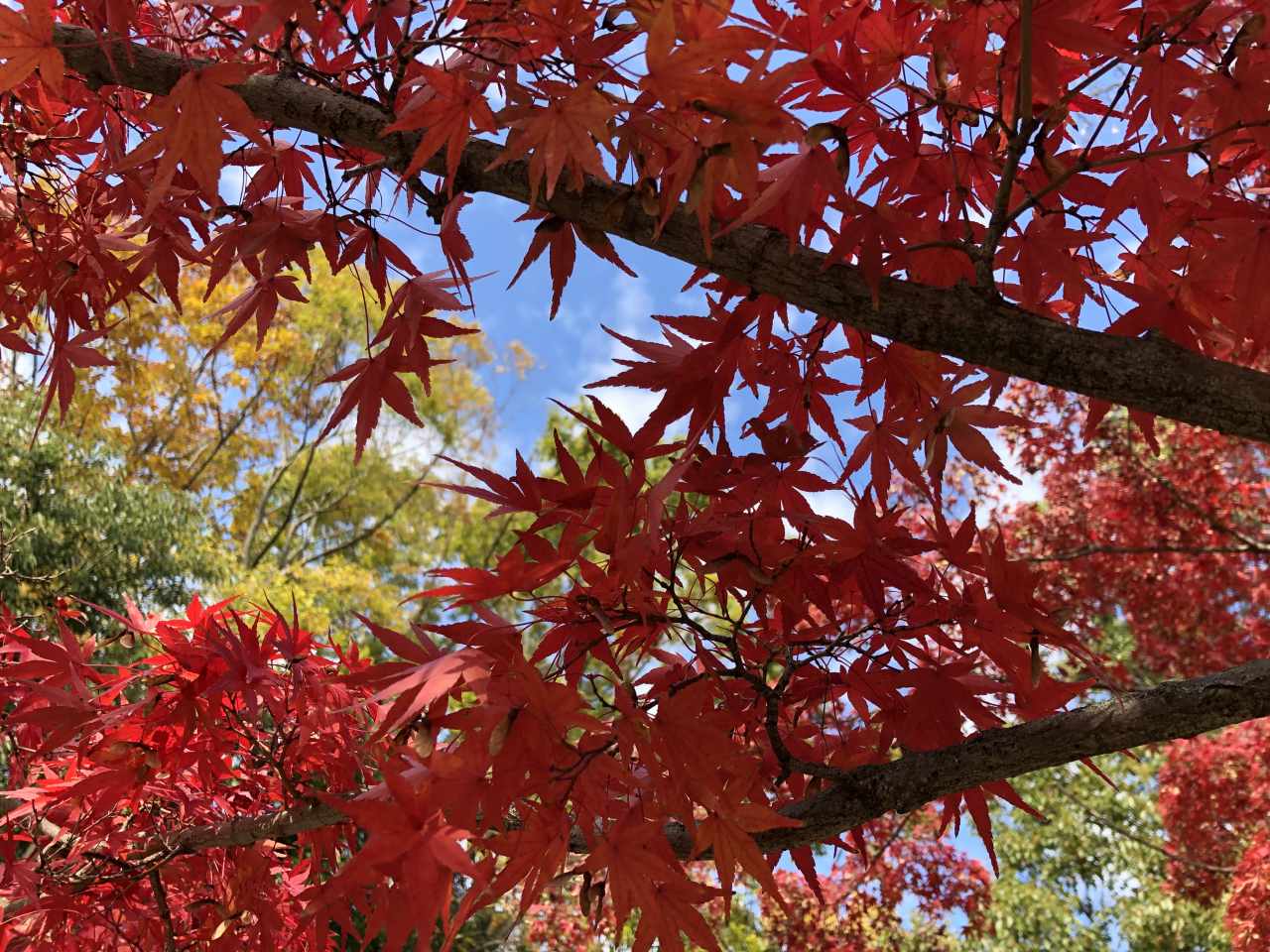 立花凛美しい紅葉