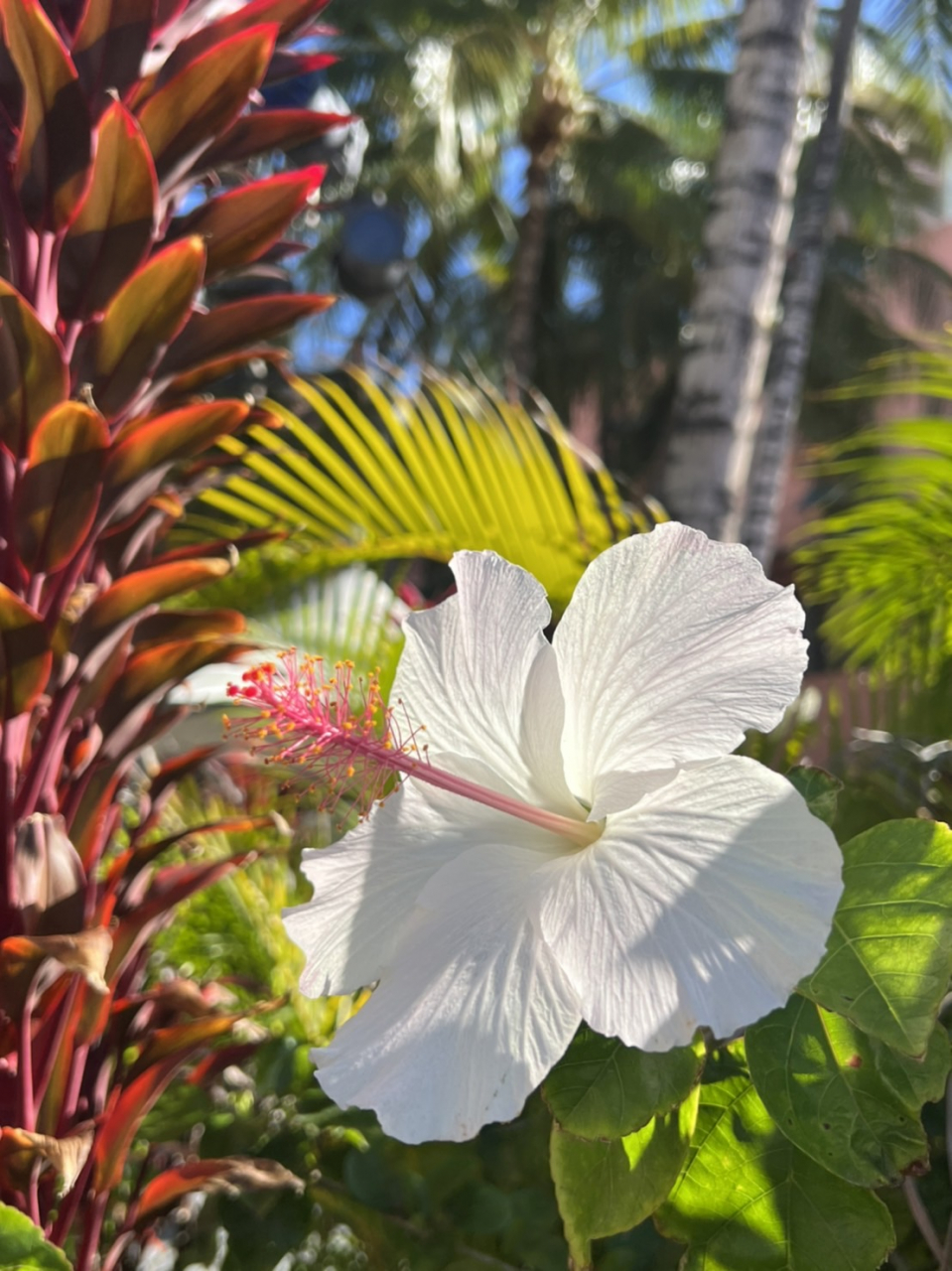 立花凛家族旅行