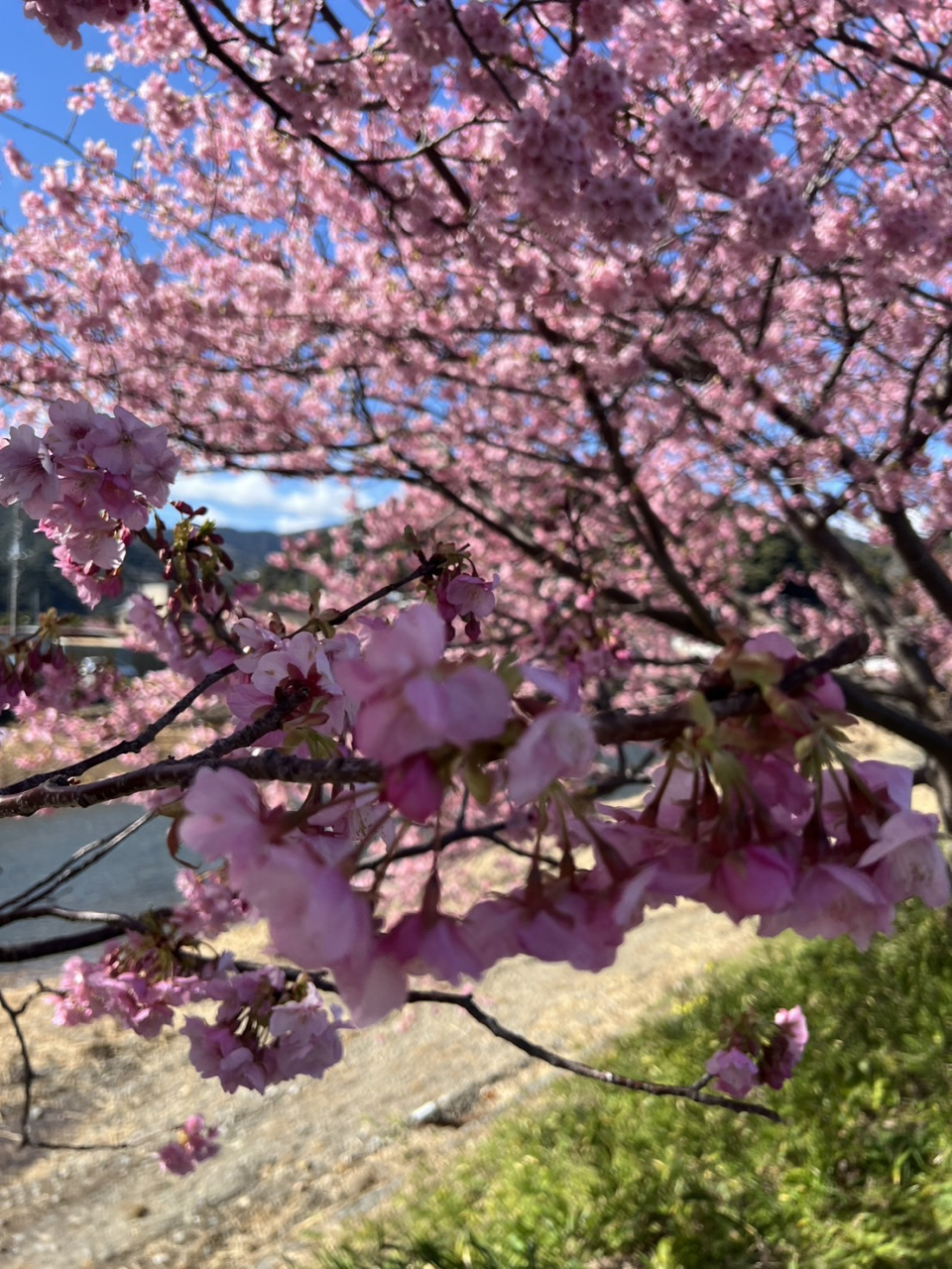 立花凛河津桜