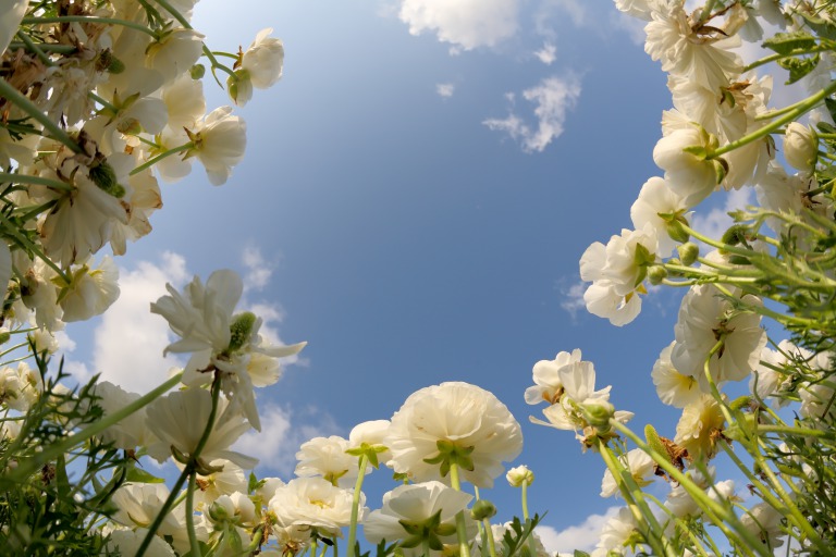 立花凛夫婦再構築